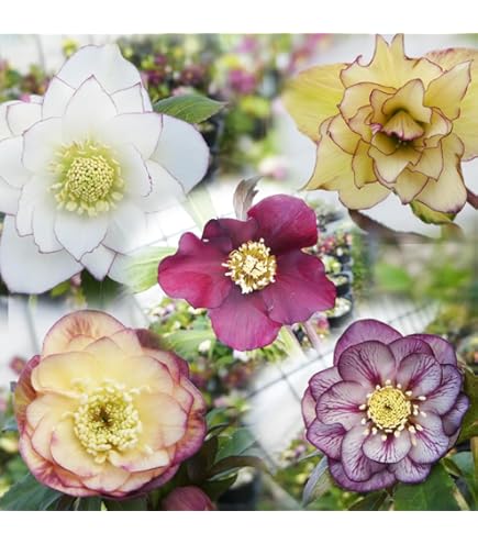 トゲなしノバラ　接木用 ノイバラ(トゲ無し野薔薇)の挿し木苗 1株｜Yahoo!フリマ（旧PayPayフリマ）